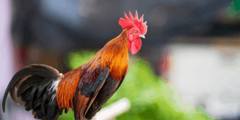 Đá gà thomo hôm nay tại 123B: Trực tiếp những trận đấu đỉnh cao và thử thách 3 Đánh giá và phân tích về những trận đấu đá gà Thomo hôm nay