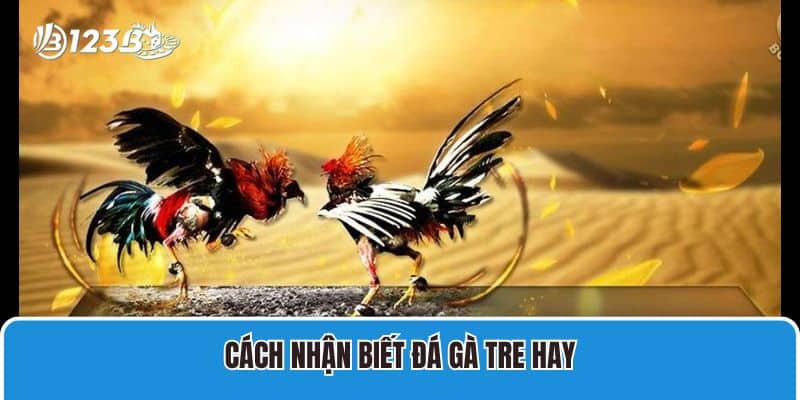 Đá Gà Tre Là Gì? Chia Sẻ Đặc Điểm Nhận Dạng Gà Tre Đá Tốt 3 Cách nhận biết đá gà tre hay