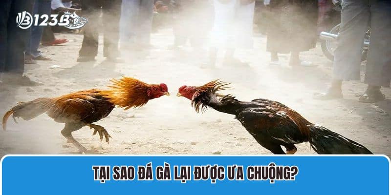 Hướng Dẫn Chi Tiết Tham Gia Đá Gà Trực Tiếp Casino Tại 123B 3 Tại sao đá gà lại được ưa chuộng?