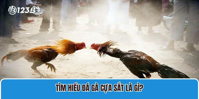 Chia Sẻ Kinh Nghiệm Đá Gà Cựa Sắt Đỉnh Cao Đến Từ Chuyên Gia 2 Tìm hiểu đá gà cựa sắt là gì?